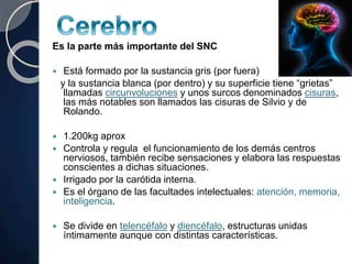 Es la parte más importante del SNC
 Está formado por la sustancia gris (por fuera)
y la sustancia blanca (por dentro) y su superficie tiene “grietas”
llamadas circunvoluciones y unos surcos denominados cisuras,
las más notables son llamados las cisuras de Silvio y de
Rolando.
 1.200kg aprox
 Controla y regula el funcionamiento de los demás centros
nerviosos, también recibe sensaciones y elabora las respuestas
conscientes a dichas situaciones.
 Irrigado por la carótida interna.
 Es el órgano de las facultades intelectuales: atención, memoria,
inteligencia.
 Se divide en telencéfalo y diencéfalo, estructuras unidas
íntimamente aunque con distintas características.
 