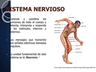 SISTEMA NERVIOSO
 Controla y coordina las
funciones de todo el cuerpo y
detecta, interpreta y responde
a los estímulos internos y
externos.
 Los mensajes que transmite
son señales eléctricas llamadas
impulsos.
 La unidad fundamental de este
sistema es la Neurona. 1
http://www.fulton.edzone.net/winkler/chapter08/chapter08.html
 