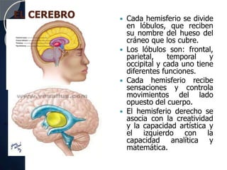 EL CEREBRO  Cada hemisferio se divide
en lóbulos, que reciben
su nombre del hueso del
cráneo que los cubre.
 Los lóbulos son: frontal,
parietal, temporal y
occipital y cada uno tiene
diferentes funciones.
 Cada hemisferio recibe
sensaciones y controla
movimientos del lado
opuesto del cuerpo.
 El hemisferio derecho se
asocia con la creatividad
y la capacidad artística y
el izquierdo con la
capacidad analítica y
matemática.
http://www.mhhe.com/socscience/intro/ibank/ibank/0013lll.jpg
 