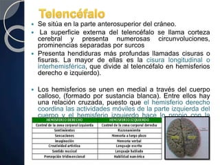  Se sitúa en la parte anterosuperior del cráneo.
 La superficie externa del telencéfalo se llama corteza
cerebral y presenta numerosas circunvoluciones,
prominencias separadas por surcos
 Presenta hendiduras más profundas llamadas cisuras o
fisuras. La mayor de ellas es la cisura longitudinal o
interhemisférica, que divide al telencéfalo en hemisferios
derecho e izquierdo).
 Los hemisferios se unen en medial a través del cuerpo
calloso, (formado por sustancia blanca). Entre ellos hay
una relación cruzada, puesto que el hemisferio derecho
coordina las actividades móviles de la parte izquierda del
cuerpo y el hemisferio izquierdo hace lo propio con la
parte derecha.
 