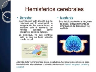 Hemisferios cerebrales
 Derecho
Interviene en todo aquello que se
relaciona con lo emocional, la
imaginación, las sensaciones, lo
intuitivo, con el recuerdo de
hechos pasados como
imágenes, sonidos, lugares.
Es subjetivo, ya que controla
todo lo que no tiene relación
con lo verbal.
 Izquierdo
Está involucrado con el lenguaje,
la lógica, el razonamiento, la
información, la deducción y el
análisis.
Además de la ya mencionada cisura longitudinal, hay cisuras que dividen a cada
hemisferio del telencéfalo en cuatro lóbulos llamados frontal, temporal, parietal y
occipital.
 