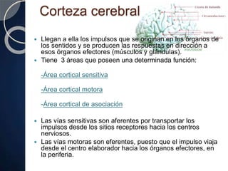 Corteza cerebral
 Llegan a ella los impulsos que se originan en los órganos de
los sentidos y se producen las respuestas en dirección a
esos órganos efectores (músculos y glándulas).
 Tiene 3 áreas que poseen una determinada función:
-Área cortical sensitiva
-Área cortical motora
-Área cortical de asociación
 Las vías sensitivas son aferentes por transportar los
impulsos desde los sitios receptores hacia los centros
nerviosos.
 Las vías motoras son eferentes, puesto que el impulso viaja
desde el centro elaborador hacia los órganos efectores, en
la periferia.
 