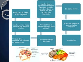 Estímulo del medio
amb u órganos
Impulso nervioso viaja a
través de vías nerviosas
sensitivas
Corteza (área
sensitiva). Se traducen
en sensaciones
Procesamiento del
estímulo
Producción de un
estímulo nervioso (área
motora)
Impulso llega a
órganos efectores (por
neuronas motoras
eferentes ) donde se
traduce info. para
producir una
respuesta.
Se realiza acción
Nueva vía aferente a
área cortical de
asociación
Aprendizaje
 