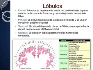 Lóbulos
 Frontal: Se ubica en la parte más rostral del cerebro hasta la parte
anterior de la cisura de Rolando y hacia abajo hasta la cisura de
Silvio
 Parietal: Se encuentra detrás de la cisura de Rolando y se une en
dorsal con el lóbulo occipital
 Temporal: Se sitúa debajo de la cisura de Silvio y se proyecta hacia
dorsal, donde se une al lóbulo occipital
 Occipital: Se ubica en el polo posterior de los hemisferios
cerebrales.
 