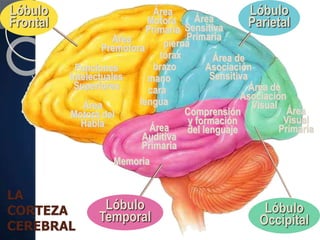 LA
CORTEZA
CEREBRAL
Lóbulo
Frontal
Funciones
Intelectuales
Superiores
Área
Motora
Primaria
Area
Premotora
Área
Motora del
Habla
pierna
tórax
brazo
mano
cara
lengua
Lóbulo
ParietalÁrea
Sensitiva
Primaria
Área de
Asociación
Sensitiva
Lóbulo
Occipital
Área
Visual
Primaria
Área de
Asociación
Visual
Lóbulo
Temporal
Memoria
Área
Auditiva
Primaria
Comprensión
y formación
del lenguaje
 