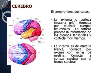 EL CEREBRO
El cerebro tiene dos capas:
 La externa o corteza
(materia gris), formada
por muchos cuerpos
neuronales. La corteza
procesa la información de
los órganos sensoriales y
controla movimientos.
 La interna es de materia
blanca, formada por
axones con vainas de
mielina. Conecta la
corteza cerebral con el
tronco cerebral.
http://www.mhhe.com/socscience/intro/ibank/ibank/0013lll.jpg
 