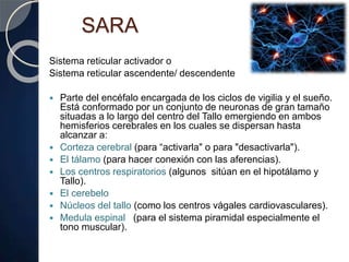 SARA
Sistema reticular activador o
Sistema reticular ascendente/ descendente
 Parte del encéfalo encargada de los ciclos de vigilia y el sueño.
Está conformado por un conjunto de neuronas de gran tamaño
situadas a lo largo del centro del Tallo emergiendo en ambos
hemisferios cerebrales en los cuales se dispersan hasta
alcanzar a:
 Corteza cerebral (para “activarla" o para "desactivarla").
 El tálamo (para hacer conexión con las aferencias).
 Los centros respiratorios (algunos sitúan en el hipotálamo y
Tallo).
 El cerebelo
 Núcleos del tallo (como los centros vágales cardiovasculares).
 Medula espinal (para el sistema piramidal especialmente el
tono muscular).
 
