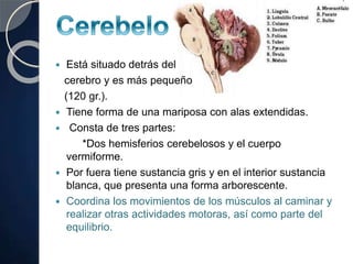  Está situado detrás del
cerebro y es más pequeño
(120 gr.).
 Tiene forma de una mariposa con alas extendidas.
 Consta de tres partes:
*Dos hemisferios cerebelosos y el cuerpo
vermiforme.
 Por fuera tiene sustancia gris y en el interior sustancia
blanca, que presenta una forma arborescente.
 Coordina los movimientos de los músculos al caminar y
realizar otras actividades motoras, así como parte del
equilibrio.
 