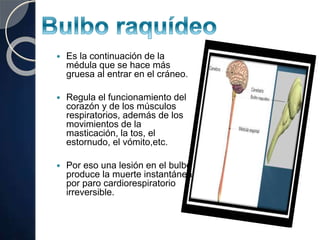  Es la continuación de la
médula que se hace más
gruesa al entrar en el cráneo.
 Regula el funcionamiento del
corazón y de los músculos
respiratorios, además de los
movimientos de la
masticación, la tos, el
estornudo, el vómito,etc.
 Por eso una lesión en el bulbo
produce la muerte instantánea
por paro cardiorespiratorio
irreversible.
 