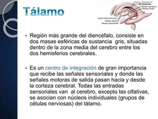  Región más grande del diencéfalo, consiste en
dos masas esféricas de sustancia gris, situadas
dentro de la zona media del cerebro entre los
dos hemisferios cerebrales.
 Es un centro de integración de gran importancia
que recibe las señales sensoriales y donde las
señales motoras de salida pasan hacia y desde
la corteza cerebral. Todas las entradas
sensoriales van al cerebro, excepto las olfativas,
se asocian con núcleos individuales (grupos de
células nerviosas) del tálamo.
 
