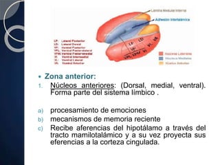  Zona anterior:
1. Núcleos anteriores: (Dorsal, medial, ventral).
Forma parte del sistema límbico .
a) procesamiento de emociones
b) mecanismos de memoria reciente
c) Recibe aferencias del hipotálamo a través del
tracto mamilotalámico y a su vez proyecta sus
eferencias a la corteza cingulada.
 