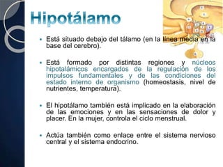  Está situado debajo del tálamo (en la línea media en la
base del cerebro).
 Está formado por distintas regiones y núcleos
hipotalámicos encargados de la regulación de los
impulsos fundamentales y de las condiciones del
estado interno de organismo (homeostasis, nivel de
nutrientes, temperatura).
 El hipotálamo también está implicado en la elaboración
de las emociones y en las sensaciones de dolor y
placer. En la mujer, controla el ciclo menstrual.
 Actúa también como enlace entre el sistema nervioso
central y el sistema endocrino.
 