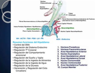 Resumen funciones del Hipotálamo
• Control del SNA
• Regulación del Sistema Endocrino
• Regulación Tº Corporal
• Regulación del Comportamiento
emocional
• Regulación del Sueño y Vigilia
• Regulación de la Ingesta de Alimentos
• Regulación de la Ingesta de Agua
• Regulación de la Diuresis
• Generación y Regulación del Ciclo
Circadiano
 