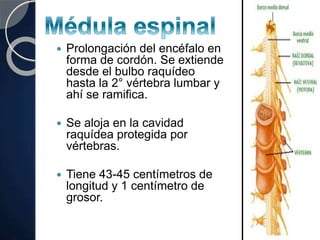  Prolongación del encéfalo en
forma de cordón. Se extiende
desde el bulbo raquídeo
hasta la 2° vértebra lumbar y
ahí se ramifica.
 Se aloja en la cavidad
raquídea protegida por
vértebras.
 Tiene 43-45 centímetros de
longitud y 1 centímetro de
grosor.
 