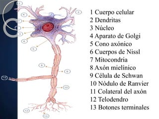 1 Cuerpo celular
2 Dendritas
3 Núcleo
4 Aparato de Golgi
5 Cono axónico
6 Cuerpos de Nissl
7 Mitocondria
8 Axón mielínico
9 Célula de Schwan
10 Nódulo de Ranvier
11 Colateral del axón
12 Telodendro
13 Botones terminales
 
