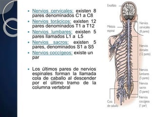  Nervios cervicales: existen 8
pares denominados C1 a C8
 Nervios torácicos: existen 12
pares denominados T1 a T12
 Nervios lumbares: existen 5
pares llamados L1 a L5
 Nervios sacros: existen 5
pares, denominados S1 a S5
 Nervios coccígeos: existe un
par
 Los últimos pares de nervios
espinales forman la llamada
cola de caballo al descender
por el último tramo de la
columna vertebral
 
