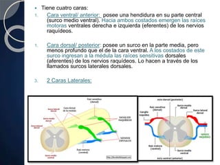  Tiene cuatro caras:
1. Cara ventral/ anterior: posee una hendidura en su parte central
(surco medio ventral). Hacia ambos costados emergen las raíces
motoras ventrales derecha e izquierda (eferentes) de los nervios
raquídeos.
1. Cara dorsal/ posterior: posee un surco en la parte media, pero
menos profundo que el de la cara ventral. A los costados de este
surco ingresan a la médula las raíces sensitivas dorsales
(aferentes) de los nervios raquídeos. Lo hacen a través de los
llamados surcos laterales dorsales.
3. 2 Caras Laterales:
 