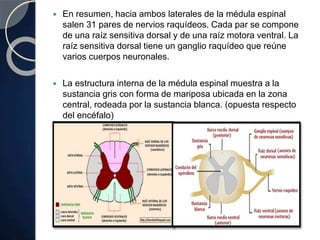  En resumen, hacia ambos laterales de la médula espinal
salen 31 pares de nervios raquídeos. Cada par se compone
de una raíz sensitiva dorsal y de una raíz motora ventral. La
raíz sensitiva dorsal tiene un ganglio raquídeo que reúne
varios cuerpos neuronales.
 La estructura interna de la médula espinal muestra a la
sustancia gris con forma de mariposa ubicada en la zona
central, rodeada por la sustancia blanca. (opuesta respecto
del encéfalo)
 