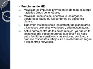  Funciones de ME
a) Movilizar los impulsos provenientes de todo el cuerpo
hacia las áreas del encéfalo,
b) Movilizar impulsos del encéfalo a los órganos
efectores a través de los cordones de sustancia
blanca.
c) Transmite los impulsos a las estructuras glandulares,
a los vasos arteriales y venosos y a la musculatura,
d) Actúa como centro de los actos reflejos, ya que en la
sustancia gris posee neuronas que sirven de nexo
entre las fibras sensitivas y las motoras, con lo cual
produce respuestas reflejas sin que el estímulo llegue
a los centros nerviosos.
 