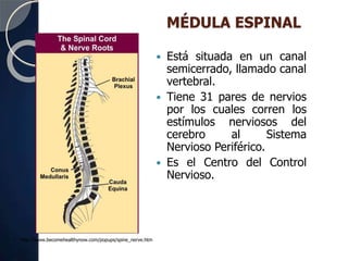 MÉDULA ESPINAL
 Está situada en un canal
semicerrado, llamado canal
vertebral.
 Tiene 31 pares de nervios
por los cuales corren los
estímulos nerviosos del
cerebro al Sistema
Nervioso Periférico.
 Es el Centro del Control
Nervioso.
http://www.becomehealthynow.com/popups/spine_nerve.htm
 