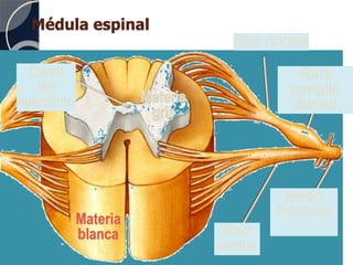 Médula espinal
Materia
blanca
Materia
gris
Canal
del
epéndimo
Raíz dorsal
Raíz
ganglio
dorsal
Raíz
ventral
Nervio
Periférico
 