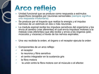  Unidad funcional que se produce como respuesta a estímulos
específicos recogidos por neuronas sensoriales (siempre significa
una respuesta involuntaria)
 Se produce por el trayecto que realiza la energia y el impulso
nervioso de un estimulo en dos o más neuronas.
 La medula espinal recibe los impulsos sensitivos del organismo y los
envía al cerebro (vias aferentes) el cual envía impulsos motores a la
médula (vias eferentes) que ella recibe y envia a los órganos (piel,
músculos y vísceras) a través de los nervios espinales.
 Una vez recibida la orden, el órgano o el receptor ejecuta la orden
 Componentes de un arco reflejo:
 el receptor
 la neurona y fibra sensitiva
 el centro integrador en la sustancia gris
 la fibra motora
 la unión entre la fibra motora con el músculo o el efector.
 
