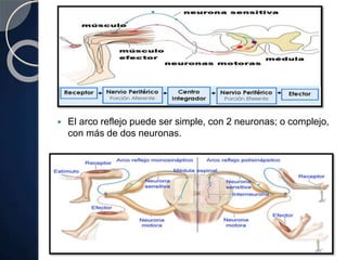  El arco reflejo puede ser simple, con 2 neuronas; o complejo,
con más de dos neuronas.
 