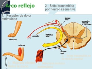 Arco reflejo
1. Receptor de dolor
estimulado
2. Señal transmitida
por neurona sensitiva
4. Neurona motora
estimulada
3. Señal transmitida en
la médula espinal
5. Músculo efector
Retira la mano
 