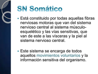  Está constituido por todas aquellas fibras
nerviosas motoras que van del sistema
nervioso central al sistema músculo-
esquelético y las vías sensitivas, que
van de este a las vísceras y la piel al
sistema nervioso central.
 Este sistema se encarga de todos
aquellos movimientos voluntarios y la
información sensitiva del organismo.
 