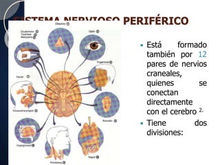 SISTEMA NERVIOSO PERIFÉRICO
 Está formado
también por 12
pares de nervios
craneales,
quienes se
conectan
directamente
con el cerebro 2.
 Tiene dos
divisiones:
 