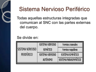 Sistema Nervioso Periférico
Todas aquellas estructuras integradas que
comunican al SNC con las partes externas
del cuerpo.
Se divide en:
 