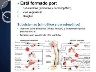  Está formado por:
1. Subsistemas (simpático y parasimpático)
2. Vías vegetativas
3. Ganglios
Subsistemas (simpático y parasimpático)
 Son una parte simpática (toraco lumbar) y otra parasimpática
(cráneo sacral)
 Mientras uno lo estimula otra lo inhibe
 