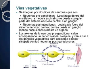 Vías vegetativas
 Se integran por dos tipos de neuronas que son:
 Neuronas pre-ganglionar: Localizada dentro del
encéfalo o la médula espinal corre desde cualquier
parte del sistema nervioso central a un ganglio.
 Neuronas post-ganglionar: Localizada fuera del
sistema nervioso central, corren desde un ganglio
(donde hace sinapsis) hasta un órgano.
 Los axones de la neurona pre-ganglionar salen
acompañando un nervio craneal o espinal y van a dar a
los ganglios vegetativos para asociarse o hacer
sinapsis con las neuronas post-ganglionares.
 
