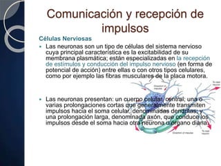 Comunicación y recepción de
impulsos
Células Nerviosas
 Las neuronas son un tipo de células del sistema nervioso
cuya principal característica es la excitabilidad de su
membrana plasmática; están especializadas en la recepción
de estímulos y conducción del impulso nervioso (en forma de
potencial de acción) entre ellas o con otros tipos celulares,
como por ejemplo las fibras musculares de la placa motora.
 Las neuronas presentan: un cuerpo celular, central; una o
varias prolongaciones cortas que generalmente transmiten
impulsos hacia el soma celular, denominadas dendritas; y
una prolongación larga, denominada axón, que conduce los
impulsos desde el soma hacia otra neurona u órgano diana.
 