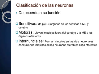 Clasificación de las neuronas
 De acuerdo a su función:
Sensitivas: de piel u órganos de los sentidos a ME y
cerebro
Motoras: Llevan impulsos fuera del cerebro y la ME a los
órganos efectores
Internunciales: Forman vínculos en las vías neuronales
conduciendo impulsos de las neuronas aferentes a las eferentes
 
