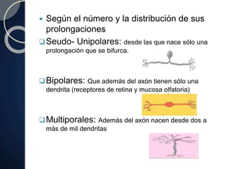  Según el número y la distribución de sus
prolongaciones
Seudo- Unipolares: desde las que nace sólo una
prolongación que se bifurca.
Bipolares: Que además del axón tienen sólo una
dendrita (receptores de retina y mucosa olfatoria)
Multiporales: Además del axón nacen desde dos a
más de mil dendritas
 