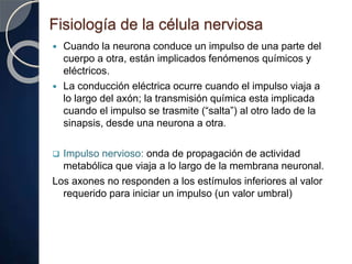 Fisiología de la célula nerviosa
 Cuando la neurona conduce un impulso de una parte del
cuerpo a otra, están implicados fenómenos químicos y
eléctricos.
 La conducción eléctrica ocurre cuando el impulso viaja a
lo largo del axón; la transmisión química esta implicada
cuando el impulso se trasmite (“salta”) al otro lado de la
sinapsis, desde una neurona a otra.
 Impulso nervioso: onda de propagación de actividad
metabólica que viaja a lo largo de la membrana neuronal.
Los axones no responden a los estímulos inferiores al valor
requerido para iniciar un impulso (un valor umbral)
 