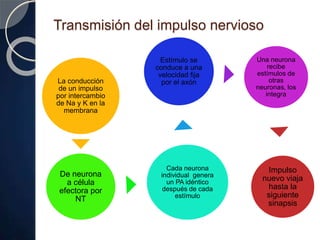 Transmisión del impulso nervioso
La conducción
de un impulso
por intercambio
de Na y K en la
membrana
De neurona
a célula
efectora por
NT
Cada neurona
individual genera
un PA idéntico
después de cada
estímulo
Estímulo se
conduce a una
velocidad fija
por el axón
Una neurona
recibe
estímulos de
otras
neuronas, los
integra
Impulso
nuevo viaja
hasta la
siguiente
sinapsis
 