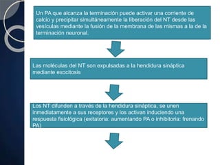 Un PA que alcanza la terminación puede activar una corriente de
calcio y precipitar simultáneamente la liberación del NT desde las
vesículas mediante la fusión de la membrana de las mismas a la de la
terminación neuronal.
Las moléculas del NT son expulsadas a la hendidura sináptica
mediante exocitosis
Los NT difunden a través de la hendidura sináptica, se unen
inmediatamente a sus receptores y los activan induciendo una
respuesta fisiológica (exitatoria: aumentando PA o inhibitoria: frenando
PA)
 