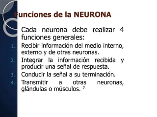 Funciones de la NEURONA
Cada neurona debe realizar 4
funciones generales:
1. Recibir información del medio interno,
externo y de otras neuronas.
2. Integrar la información recibida y
producir una señal de respuesta.
3. Conducir la señal a su terminación.
4. Transmitir a otras neuronas,
glándulas o músculos. 2
 