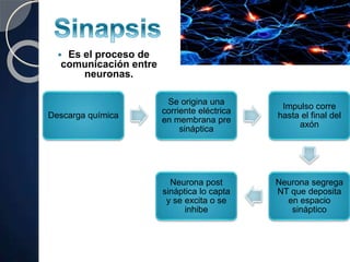  Es el proceso de
comunicación entre
neuronas.
Descarga química
Se origina una
corriente eléctrica
en membrana pre
sináptica
Impulso corre
hasta el final del
axón
Neurona segrega
NT que deposita
en espacio
sináptico
Neurona post
sináptica lo capta
y se excita o se
inhibe
 