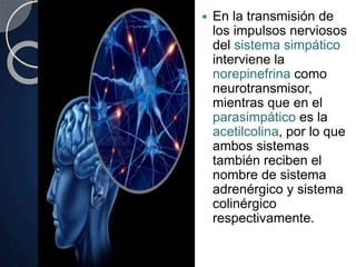  En la transmisión de
los impulsos nerviosos
del sistema simpático
interviene la
norepinefrina como
neurotransmisor,
mientras que en el
parasimpático es la
acetilcolina, por lo que
ambos sistemas
también reciben el
nombre de sistema
adrenérgico y sistema
colinérgico
respectivamente.
 