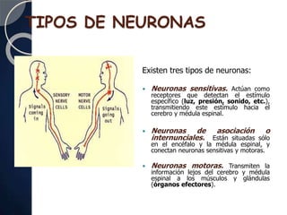 TIPOS DE NEURONAS
Existen tres tipos de neuronas:
 Neuronas sensitivas. Actúan como
receptores que detectan el estímulo
específico (luz, presión, sonido, etc.),
transmitiendo este estímulo hacia el
cerebro y médula espinal.
 Neuronas de asociación o
internunciales. Están situadas sólo
en el encéfalo y la médula espinal, y
conectan neuronas sensitivas y motoras.
 Neuronas motoras. Transmiten la
información lejos del cerebro y médula
espinal a los músculos y glándulas
(órganos efectores).
 