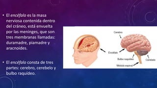 • El encéfalo es la masa
nerviosa contenida dentro
del cráneo, está envuelta
por las meninges, que son
tres membranas llamadas:
duramadre, piamadre y
aracnoides.
• El encéfalo consta de tres
partes: cerebro, cerebelo y
bulbo raquídeo.
 
