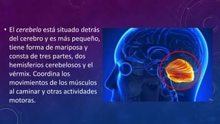• El cerebelo está situado detrás
del cerebro y es más pequeño,
tiene forma de mariposa y
consta de tres partes, dos
hemisferios cerebelosos y el
vérmix. Coordina los
movimientos de los músculos
al caminar y otras actividades
motoras.
 