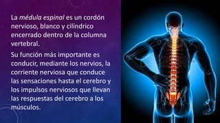La médula espinal es un cordón
nervioso, blanco y cilíndrico
encerrado dentro de la columna
vertebral.
Su función más importante es
conducir, mediante los nervios, la
corriente nerviosa que conduce
las sensaciones hasta el cerebro y
los impulsos nerviosos que llevan
las respuestas del cerebro a los
músculos.
 