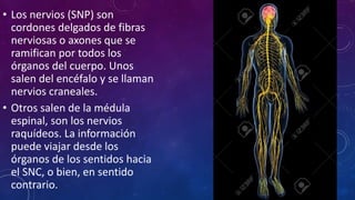 • Los nervios (SNP) son
cordones delgados de fibras
nerviosas o axones que se
ramifican por todos los
órganos del cuerpo. Unos
salen del encéfalo y se llaman
nervios craneales.
• Otros salen de la médula
espinal, son los nervios
raquídeos. La información
puede viajar desde los
órganos de los sentidos hacia
el SNC, o bien, en sentido
contrario.
 