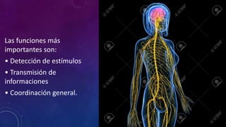 Las funciones más
importantes son:
• Detección de estímulos
• Transmisión de
informaciones
• Coordinación general.
 