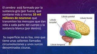 El cerebro está formado por la
sustancia gris (por fuera), que
contiene más o menos 10 mil
millones de neuronas que
transmiten los mensajes que dan
vida a cada parte del cuerpo y la
sustancia blanca (por dentro).
Su superficie no es lisa, sino que
tiene unas salientes llamadas
circunvoluciones y unos surcos
denominados cisuras.
 