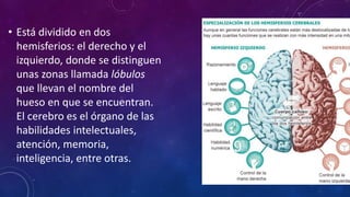 • Está dividido en dos
hemisferios: el derecho y el
izquierdo, donde se distinguen
unas zonas llamada lóbulos
que llevan el nombre del
hueso en que se encuentran.
El cerebro es el órgano de las
habilidades intelectuales,
atención, memoria,
inteligencia, entre otras.
 
